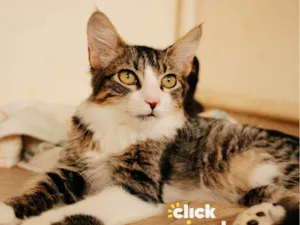 Gato raça SRD-ViraLata idade 2 a 6 meses nome Kyle