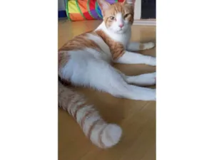 Gato raça SRD-ViraLata idade 7 a 11 meses nome JOSÉ 