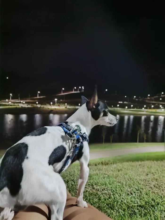 Cachorro ra a Pinscher idade 3 anos nome Faísca 