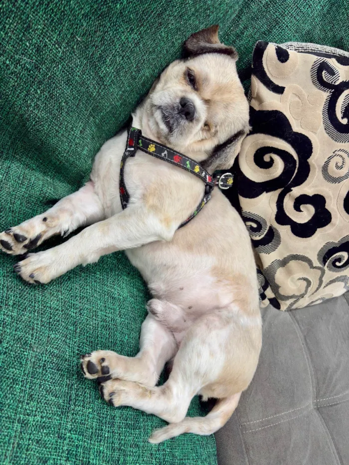 Cachorro ra a Shitzu idade 2 anos nome Billy Pirata 