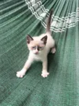 Gato ra a SRD-ViraLata idade 2 a 6 meses nome Cisso e Celso