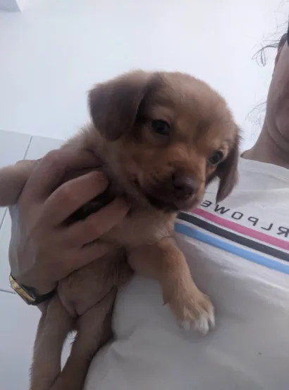 Cachorro raça SRD-ViraLata idade Abaixo de 2 meses nome Sem nomes
