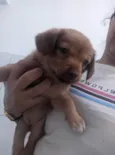 Cachorro ra a SRD-ViraLata idade Abaixo de 2 meses nome Sem nomes