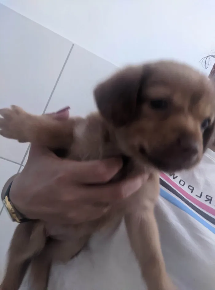 Cachorro ra a SRD-ViraLata idade Abaixo de 2 meses nome Sem nomes