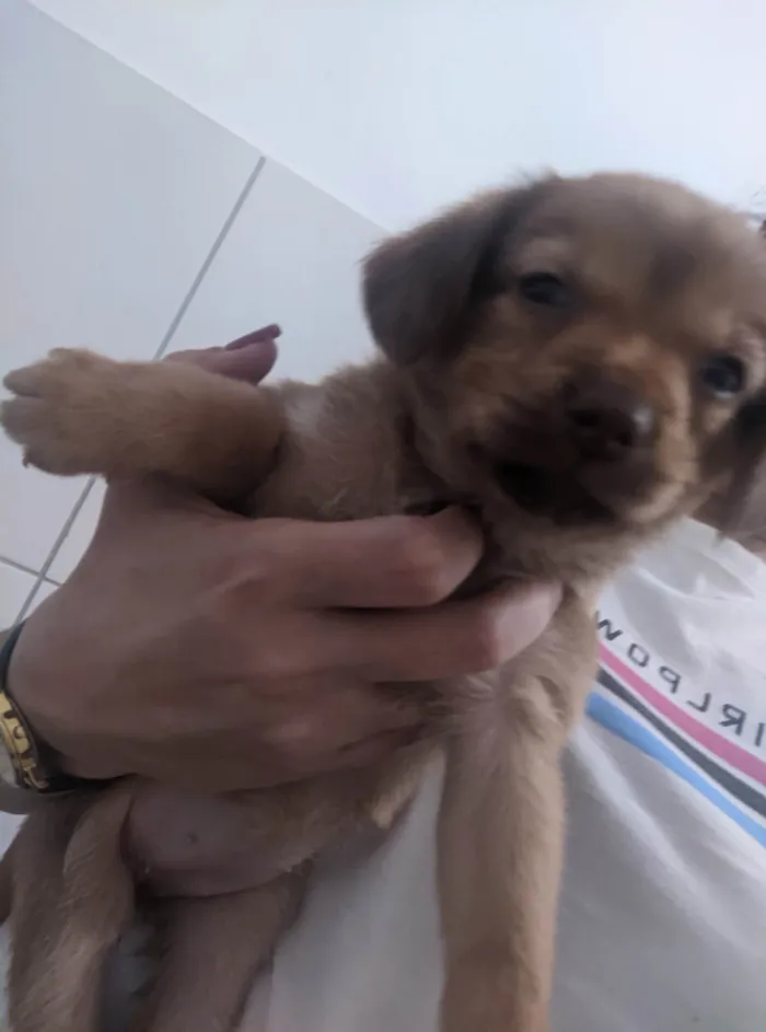 Cachorro ra a SRD-ViraLata idade Abaixo de 2 meses nome Sem nomes