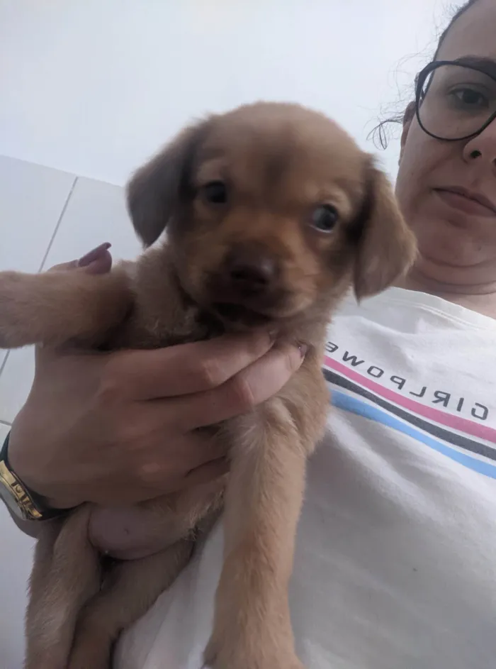 Cachorro ra a SRD-ViraLata idade Abaixo de 2 meses nome Sem nomes