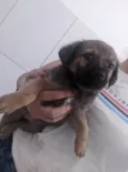 Cachorro ra a SRD-ViraLata idade Abaixo de 2 meses nome Sem nomes