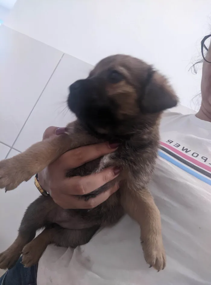 Cachorro ra a SRD-ViraLata idade Abaixo de 2 meses nome Sem nomes