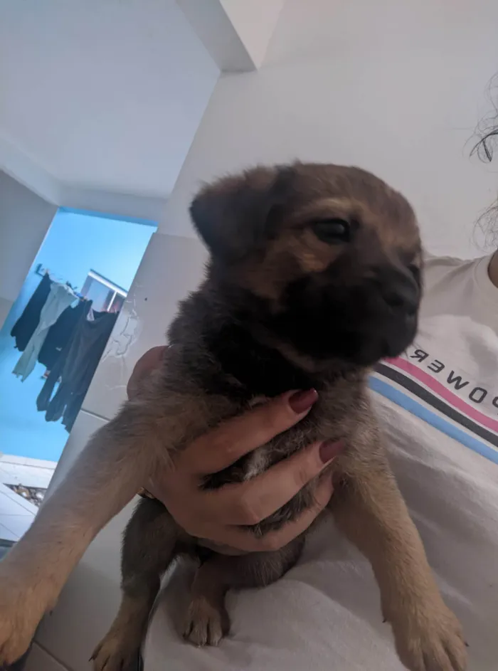 Cachorro ra a SRD-ViraLata idade Abaixo de 2 meses nome Sem nomes
