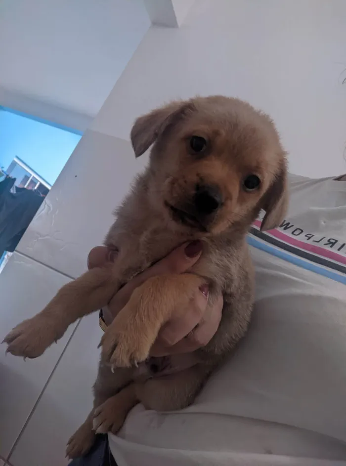 Cachorro ra a SRD-ViraLata idade Abaixo de 2 meses nome Sem nomes