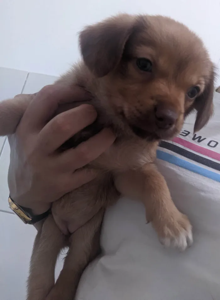 Cachorro ra a SRD-ViraLata idade 2 a 6 meses nome Sem nomes