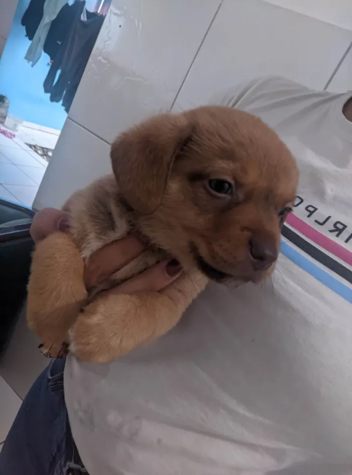Cachorro ra a SRD-ViraLata idade 2 a 6 meses nome Sem nomes