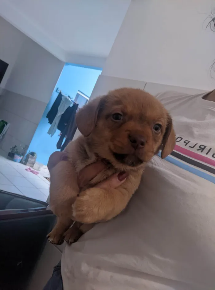 Cachorro ra a SRD-ViraLata idade 2 a 6 meses nome Sem nomes
