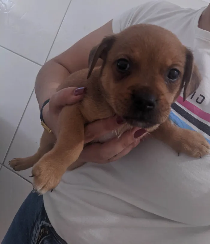 Cachorro ra a SRD-ViraLata idade 2 a 6 meses nome Sem nomes