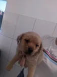 Cachorro ra a SRD-ViraLata idade 2 a 6 meses nome Sem nomes