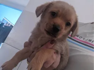 Cachorro raça SRD-ViraLata idade 2 a 6 meses nome Sem nomes