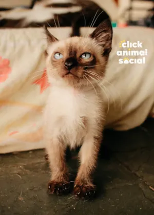 Gato ra a Siamês idade 2 a 6 meses nome Jack