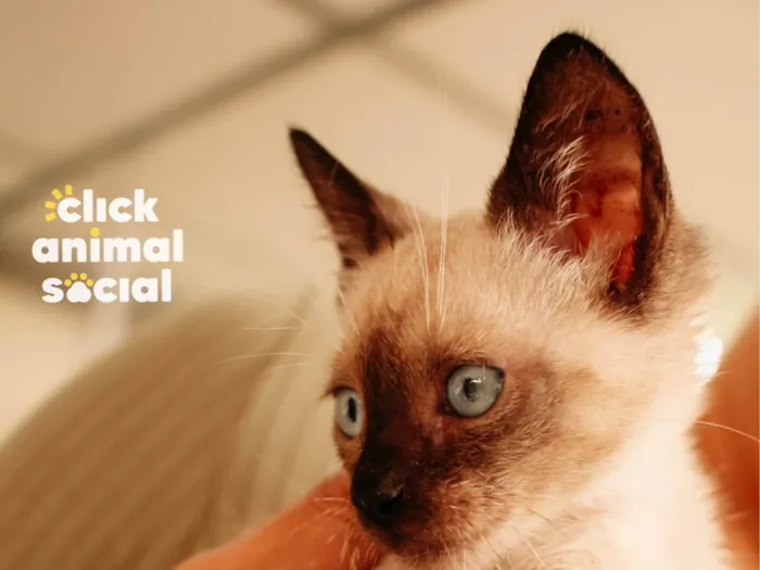 Gato ra a Siamês idade 2 a 6 meses nome Jack