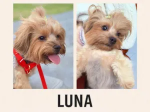 Cachorro raça Yorkshire idade 2 anos nome Luna