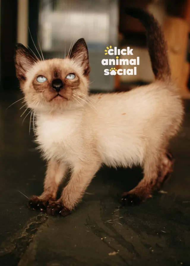 Gato ra a Siamês idade 2 a 6 meses nome Jack