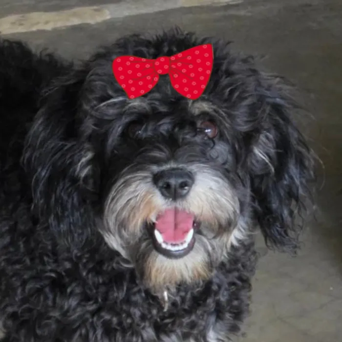 Gato ra a SRD-ViraLata idade 7 a 11 meses nome Gatinho