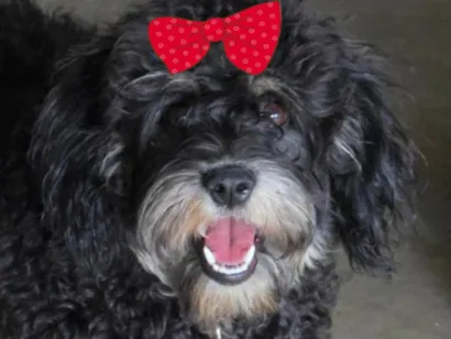 Cachorro raça Poodle idade 2 a 6 meses nome Lua 