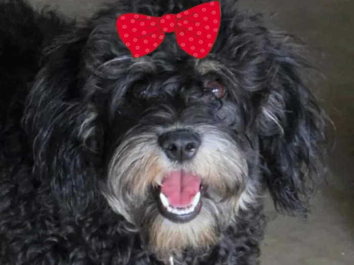 Cachorro ra a Poodle idade 2 a 6 meses nome Lua 