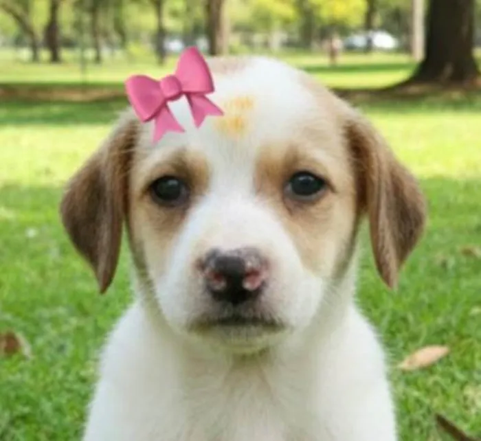 Cachorro ra a SRD-ViraLata idade 2 a 6 meses nome Bia 