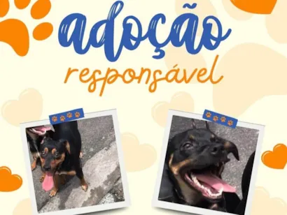 Cachorro raça SRD-ViraLata idade 2 a 6 meses nome Kaya e Pincel