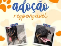 Cachorro ra a SRD-ViraLata idade 2 a 6 meses nome Kaya e Pincel