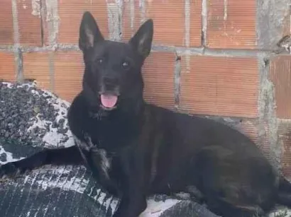 Cachorro raça SRD-ViraLata idade 3 anos nome Akita, dona Jovana.