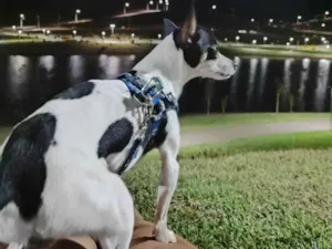 Cachorro raça Pinscher idade 3 anos nome Faísca 