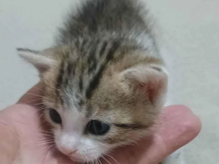 Gato ra a SRD-ViraLata idade 2 a 6 meses nome Docinho
