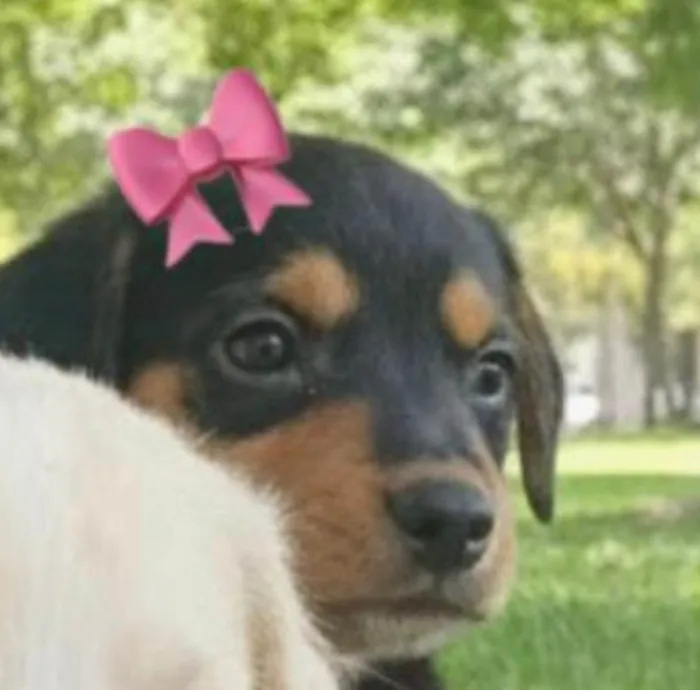 Cachorro ra a SRD-ViraLata idade 2 a 6 meses nome Bruna 