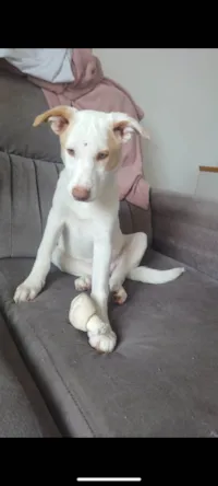 Cachorro raça SRD-ViraLata idade 2 a 6 meses nome Lua