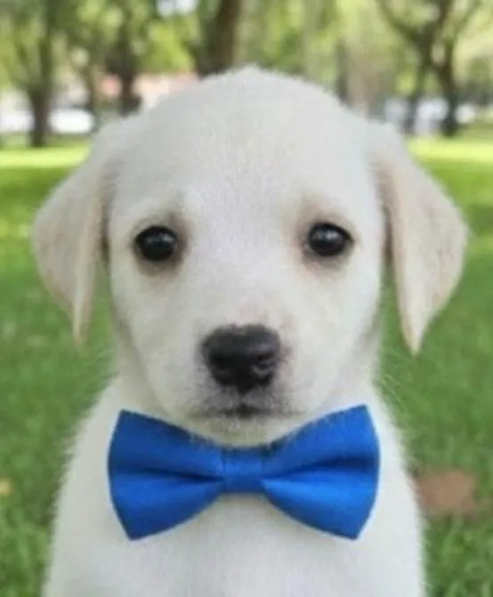 Cachorro ra a SRD-ViraLata idade 2 a 6 meses nome Bento 