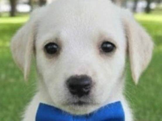 Cachorro raça SRD-ViraLata idade 2 a 6 meses nome Bento 