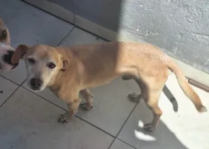 Cachorro ra a SRD-ViraLata idade 5 anos nome Dexter