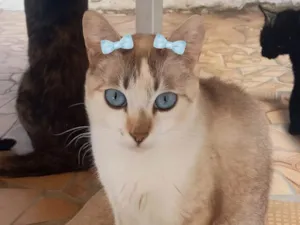 Gato ra a SRD-ViraLata idade 3 anos nome Luna