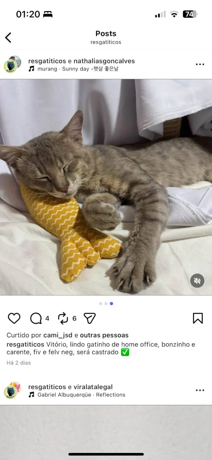 Gato ra a SRD-ViraLata idade 2 a 6 meses nome Vitorio