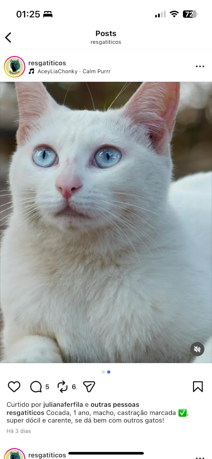 Gato ra a SRD-ViraLata idade 1 ano nome Cocada