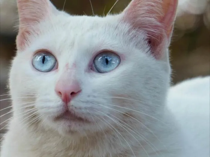 Gato ra a SRD-ViraLata idade 1 ano nome Cocada