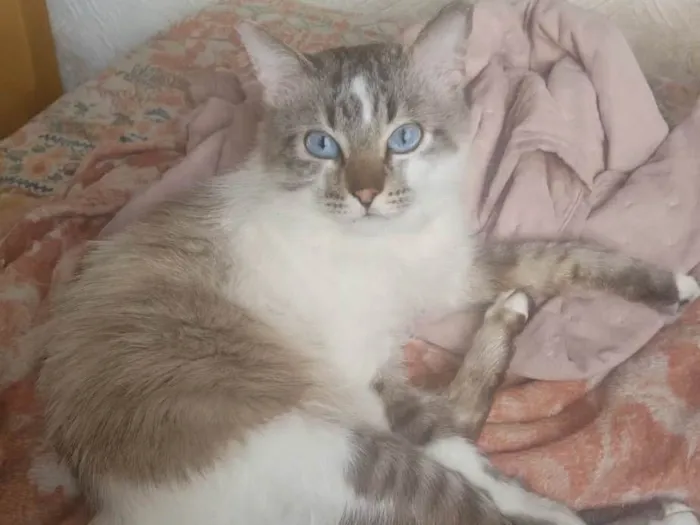 Gato ra a SRD-ViraLata idade 7 a 11 meses nome Klaus