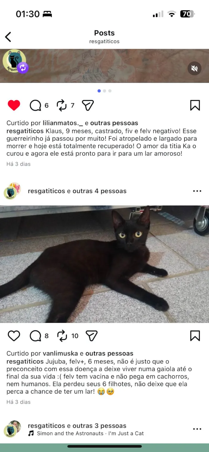 Gato ra a SRD-ViraLata idade 2 a 6 meses nome Jujuba