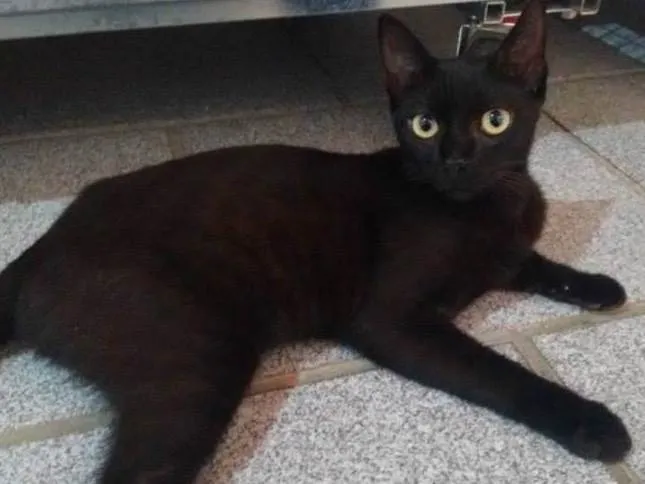 Gato ra a SRD-ViraLata idade 2 a 6 meses nome Jujuba