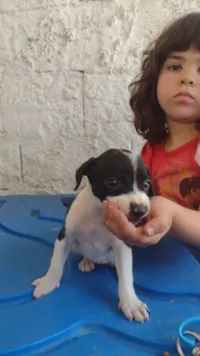 Cachorro ra a SRD-ViraLata idade 2 a 6 meses nome LARISSA
