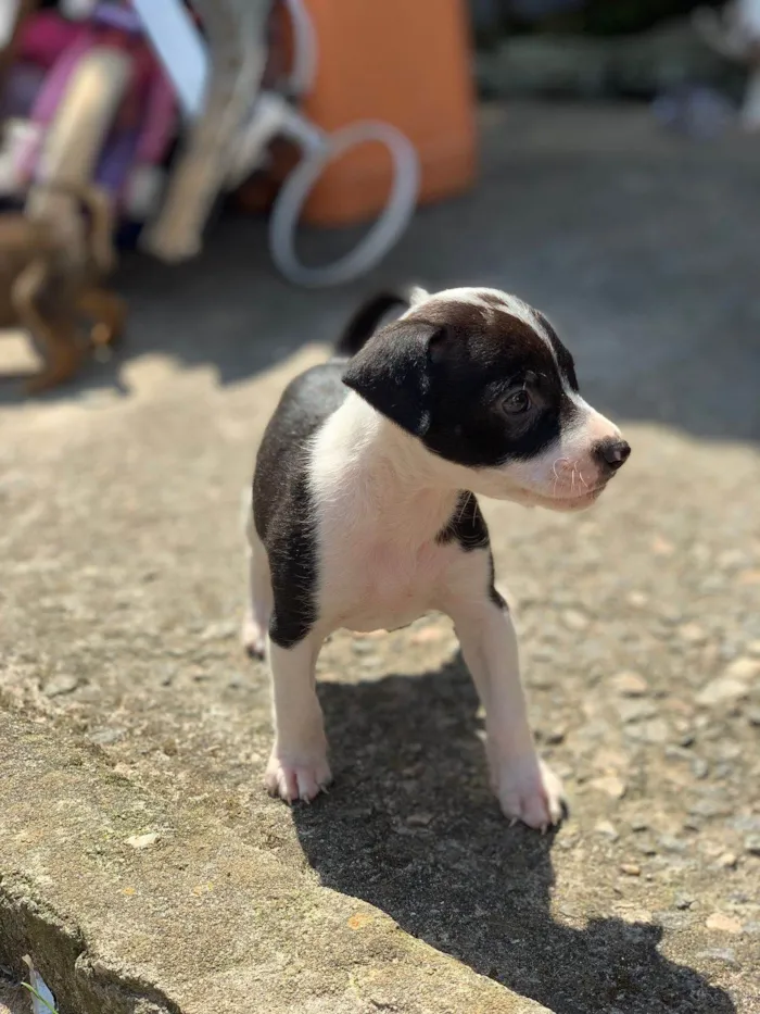 Cachorro ra a SRD-ViraLata idade 2 a 6 meses nome LARISSA