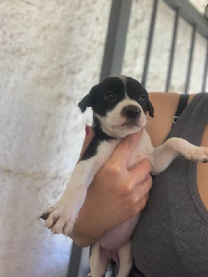 Cachorro ra a SRD-ViraLata idade 2 a 6 meses nome LARISSA