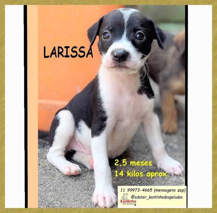 Cachorro ra a SRD-ViraLata idade 2 a 6 meses nome LARISSA