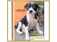 Cachorro ra a SRD-ViraLata idade 2 a 6 meses nome LARISSA